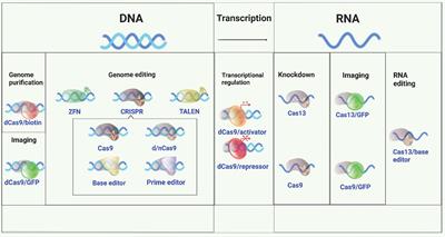 Functional Genomics in Pancreatic β Cells: Recent Advances in Gene Deletion and Genome Editing Technologies for Diabetes Research